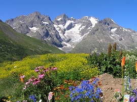 Au premier plan :des fleurs (pas toutes Ã©closes). Certaines sont ...