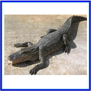 http://recreaclic.free.fr/lecture/1code/imagier/crocodile.jpg