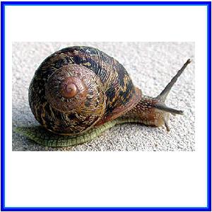 http://recreaclic.free.fr/lecture/1code/imagier/escargot.jpg