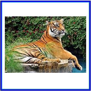 http://recreaclic.free.fr/lecture/1code/imagier/tigre.jpg