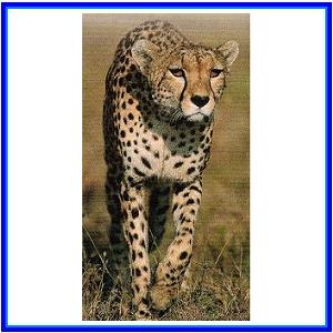 http://recreaclic.free.fr/lecture/1code/imagier/guepard.jpg