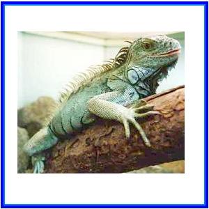http://recreaclic.free.fr/lecture/1code/imagier/iguane.jpg