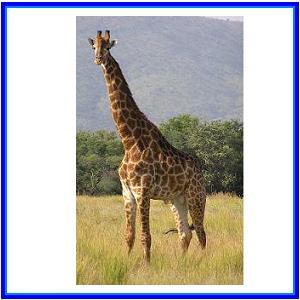 http://recreaclic.free.fr/lecture/1code/imagier/girafe.jpg