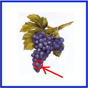 http://recreaclic.free.fr/lecture/1code/imagier/raisin.jpg