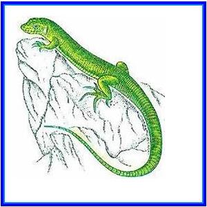 http://recreaclic.free.fr/lecture/1code/imagier/l%e9zard.jpg