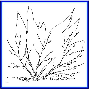 http://recreaclic.free.fr/lecture/1code/imagier/buisson.jpg