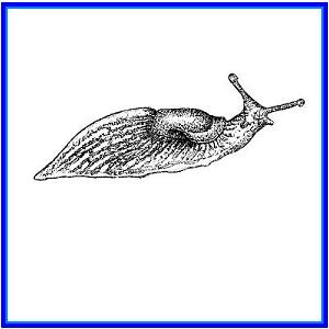 http://recreaclic.free.fr/lecture/1code/imagier/limace.JPG