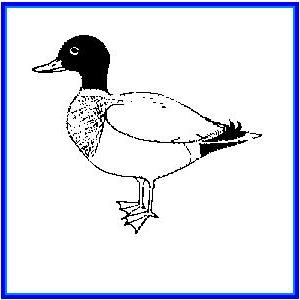 http://recreaclic.free.fr/lecture/1code/imagier/canard.JPG